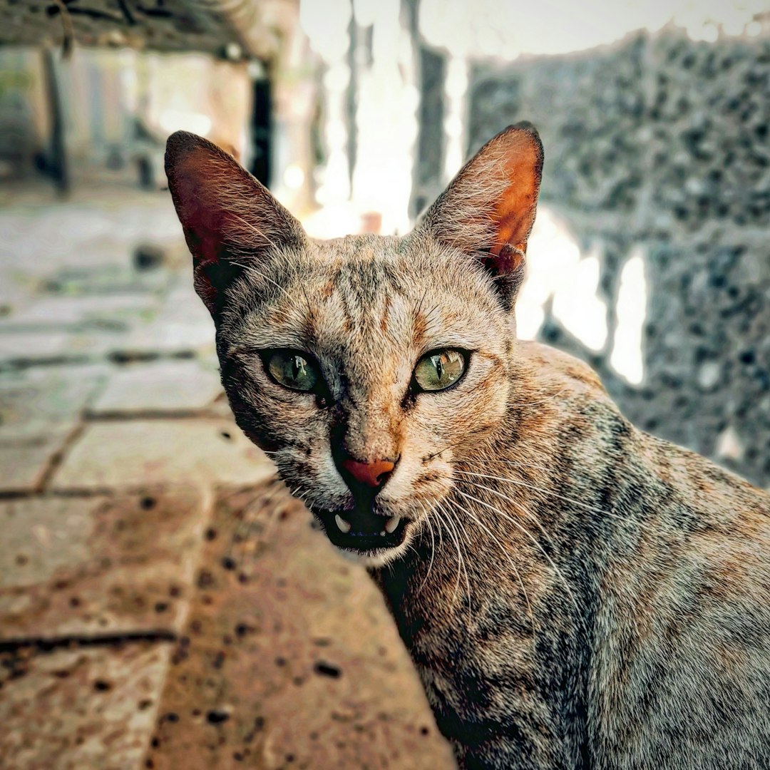 Abyssinian Type Abyssinian Breed Guide 2026 | Care, Health & Temperament | Clawmate