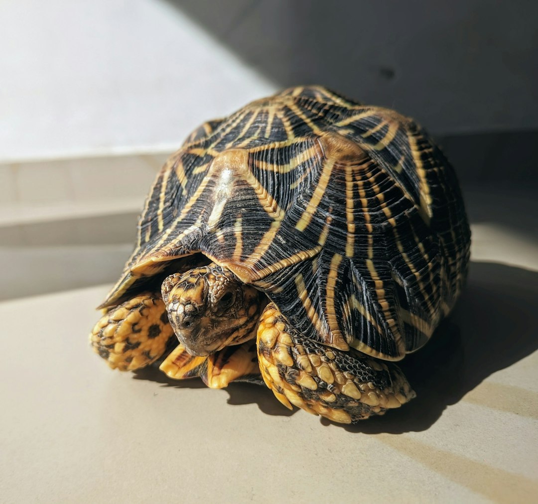 Box Turtle Breed Guide 2026 | Care, Health & Temperament | Clawmate