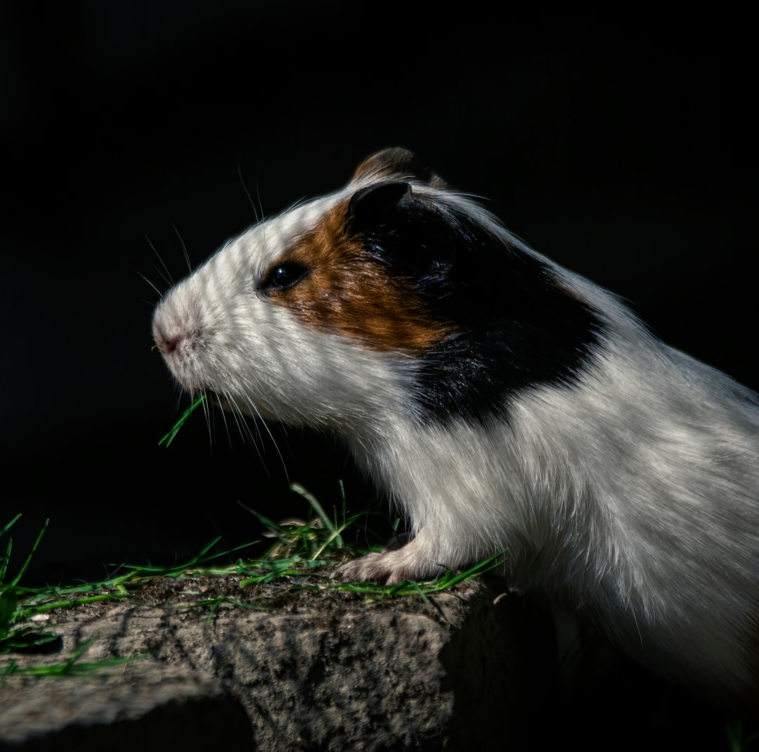 Fresh Look at Campbell S Dwarf Hamster Breed Guide 2026 Care Health Temperament
