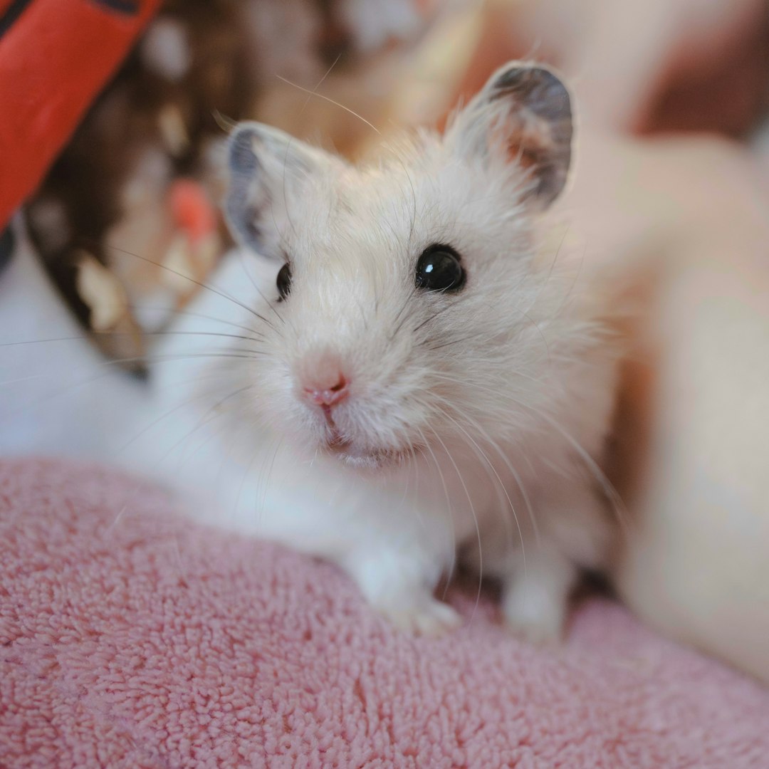 View of Dwarf Winter White Hamster Breed Guide 2026 | Care, Health ...