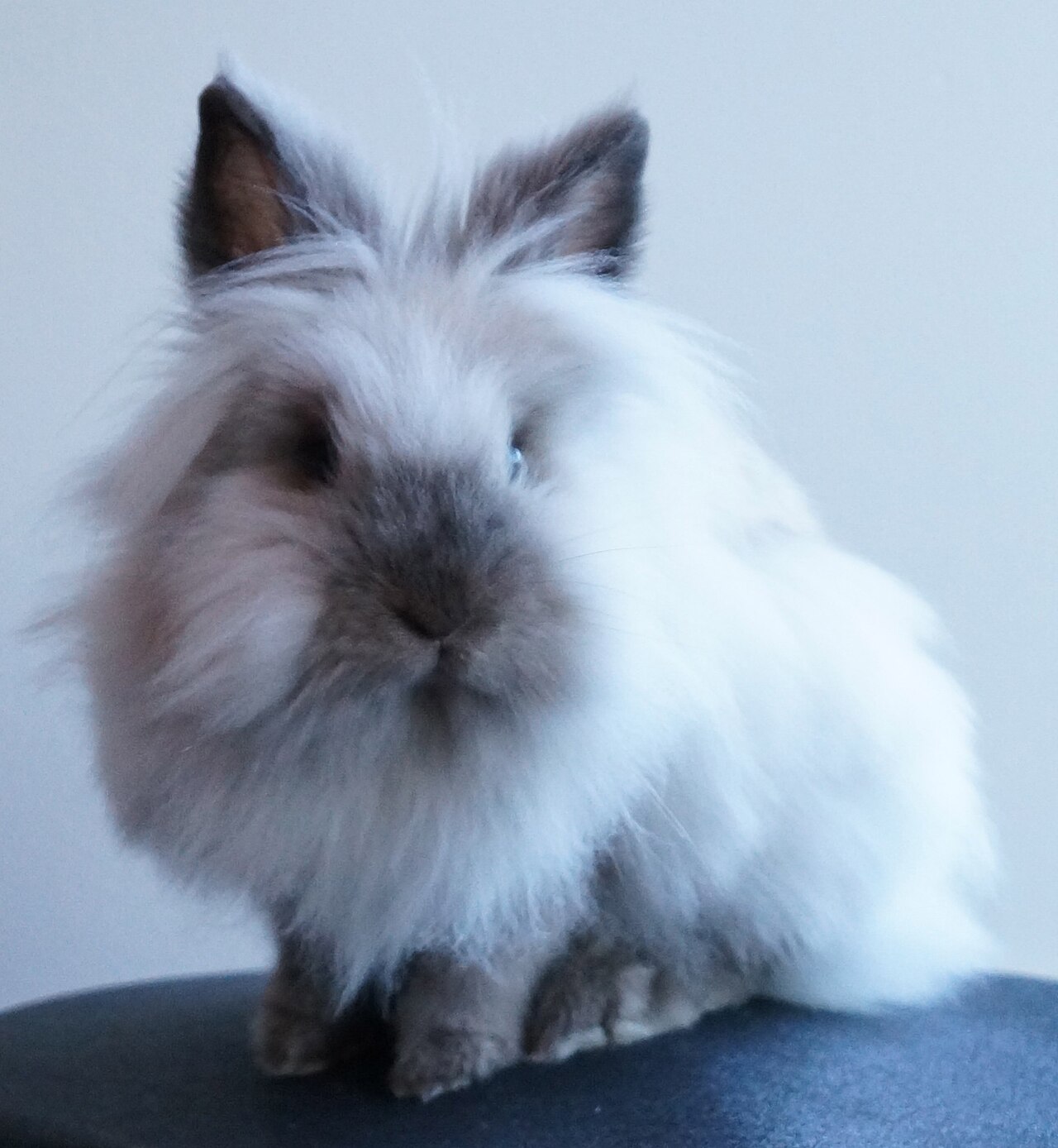 Lionhead Rabbit Breed Guide 2026 Care Health And Temperament Clawmate 