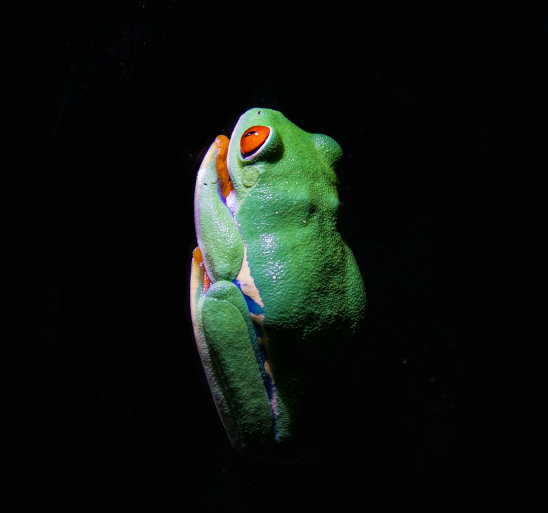 Photo inspiration: Fresh Look at Pacman Frog Breed Guide 2026 Care Health Temperament