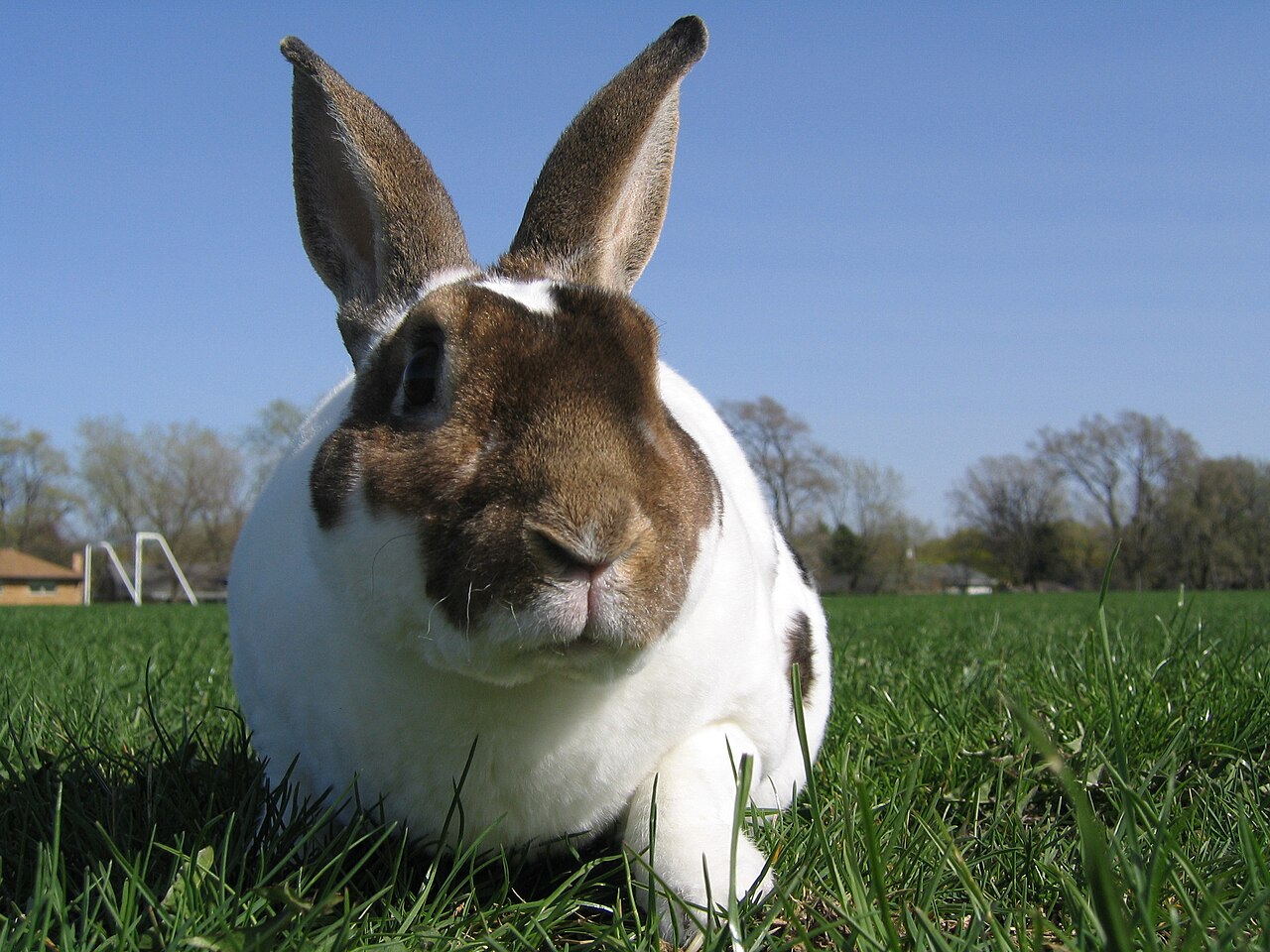 Rex Rabbit Breed Guide 2026 | Care, Health & Temperament | Clawmate